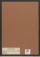 Sceptroneis caducea Ehr. (de-Toni-Nr.: Genus 63, Species 2564) Zeichnungen Sammlung Grunow Mappe 02741 (Herbarium_W_Grunow_drawings_Folder_02741)